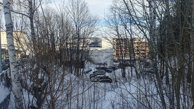 Busker, trør, vinter, parkering, skrånende tomt